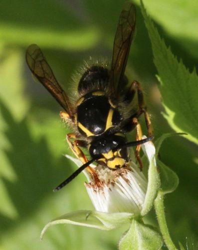 Réf. 204 835 : Dolichovespula saxonica